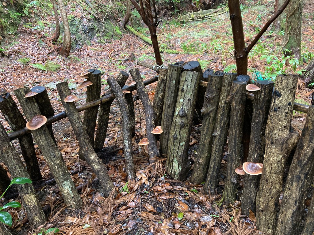 榾木に生えたシイタケ